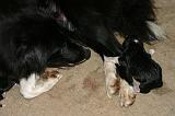 BORDER COLLIE - MISE BAS 015